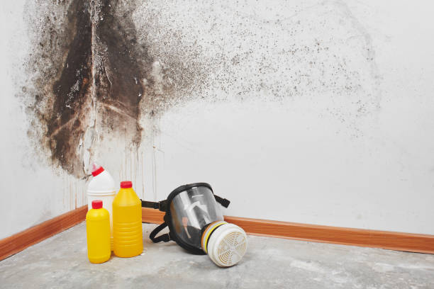 Best Professional Mold Removal  in Felton, DE