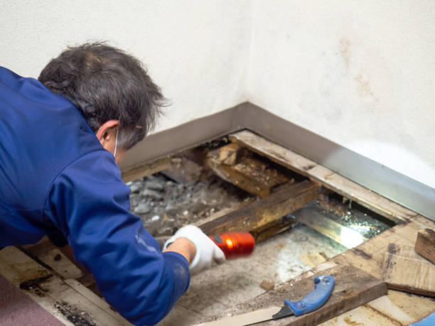 Best Mold Damage Repair  in Felton, DE