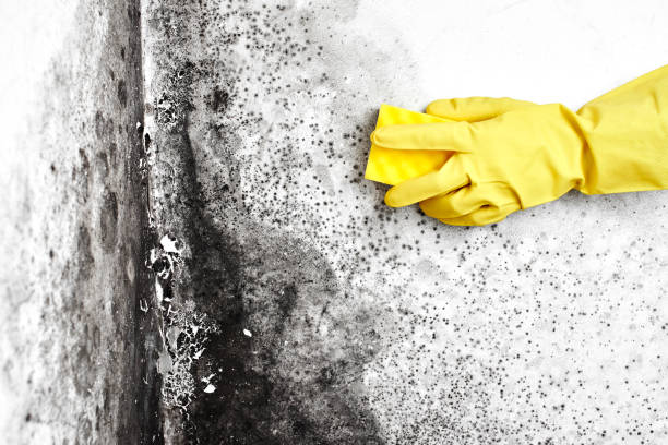 Best Black Mold Removal  in Felton, DE