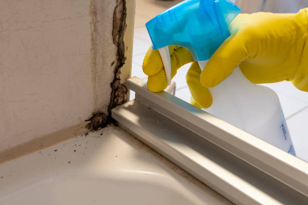 Best Black Mold Removal  in Felton, DE