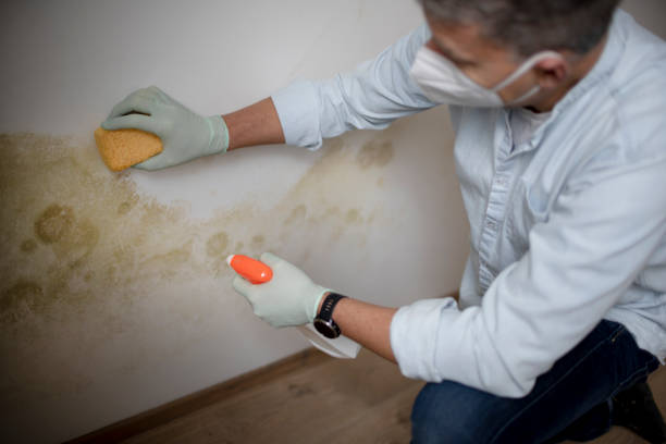 Best Local Mold Removal Service  in Felton, DE
