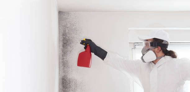 Office Mold Removal Services in Felton, DE