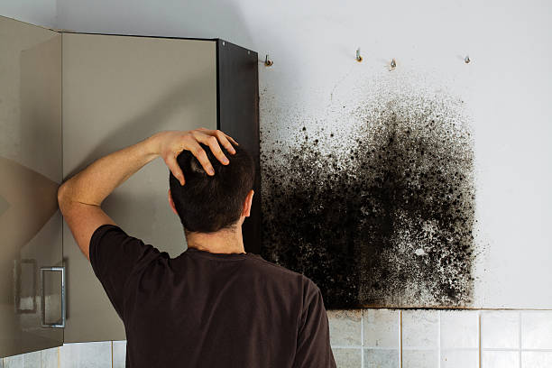 Best Mold Inspection  in Felton, DE